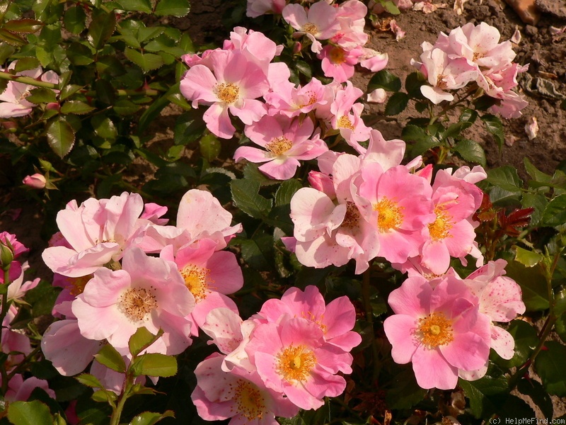 'Pink Bassino ®' rose photo