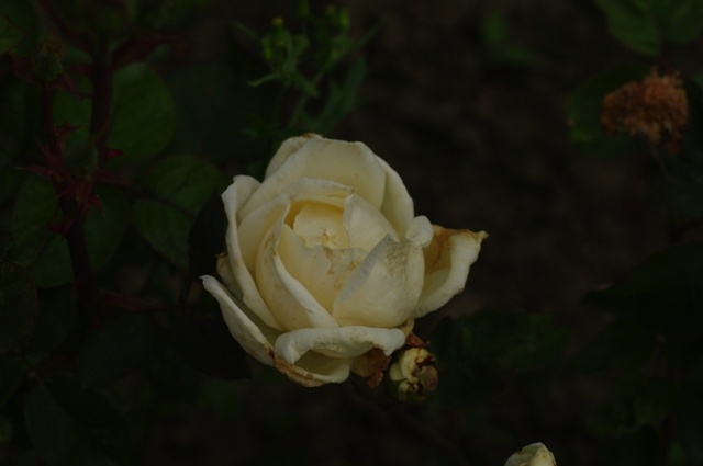 'Alice Stern' rose photo