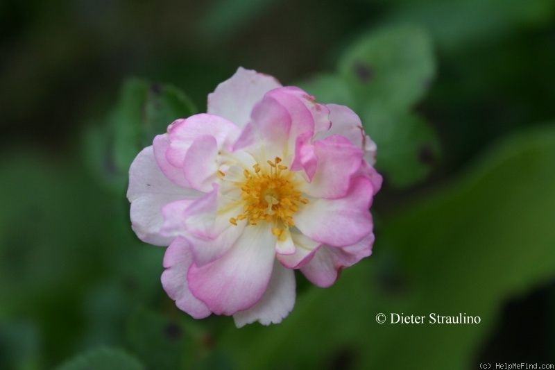 'Naxburg ®' rose photo