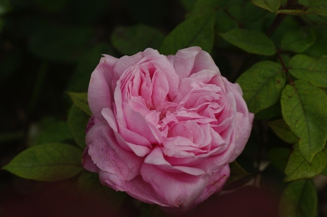 'Princess May' rose photo