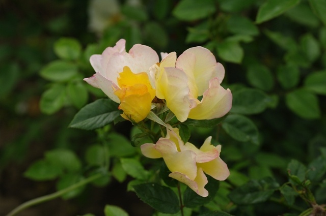 'Bloomfield Dainty' rose photo