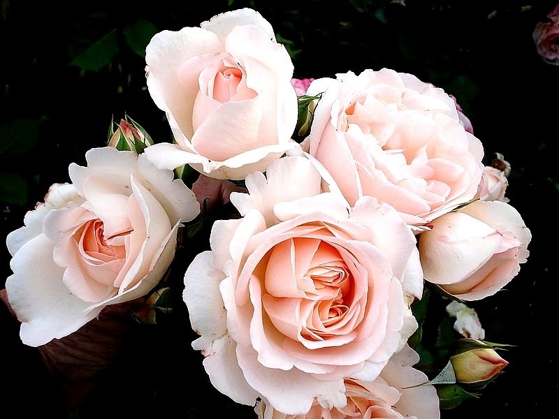 'Clair Renaissance ™' rose photo