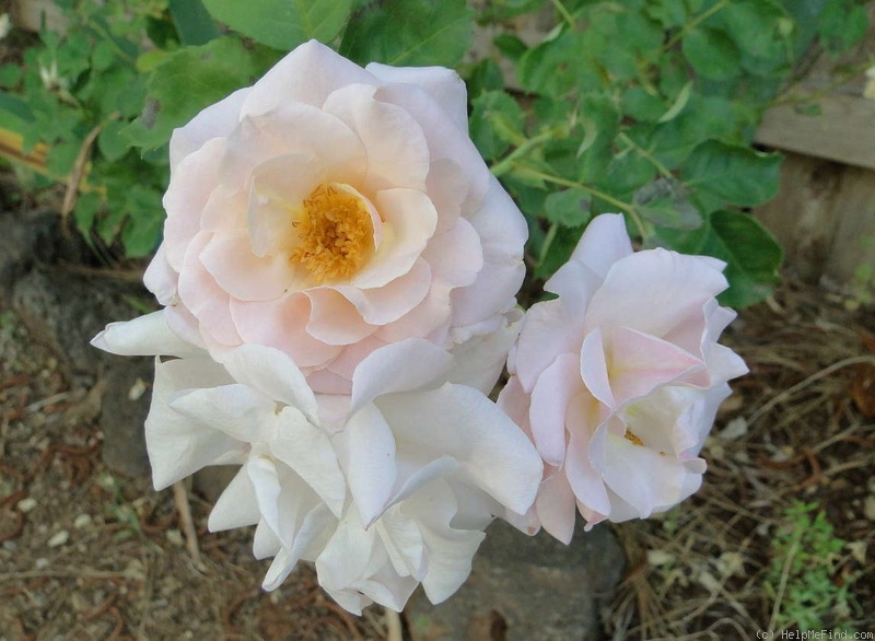 'Pretty Lady ™ (floribunda, Scrivens before 1991)' rose, click to enlarge 'Pretty Lady ™ (floribunda, Scrivens before 1991)' rose photo