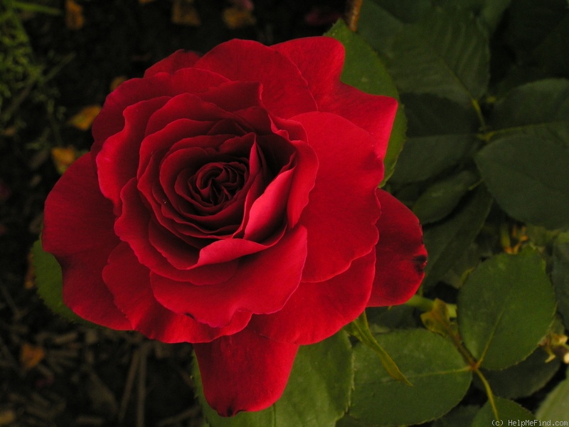 'Duftzauber (hybrid tea, Kordes before 1983)' rose photo