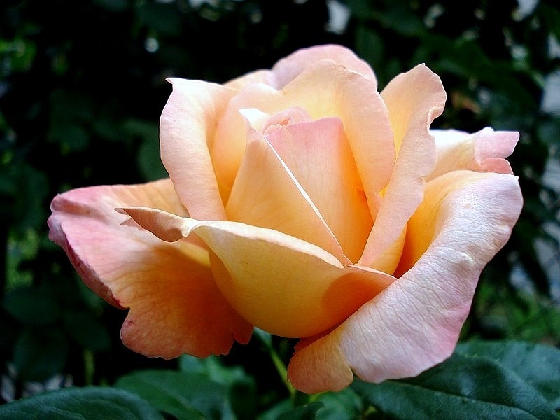 'Amélie Fristel' rose photo