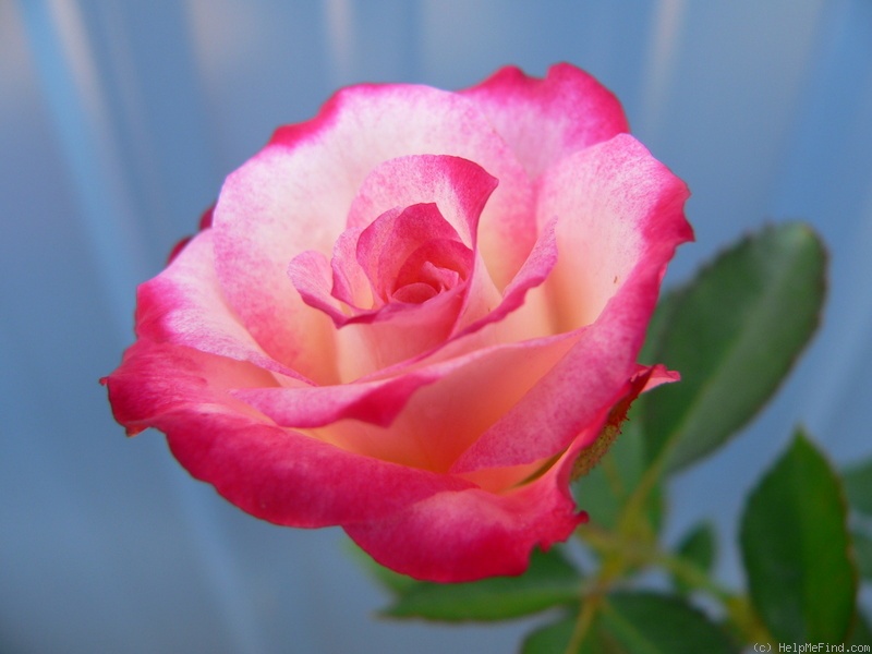 'Baldo Villegas' rose photo