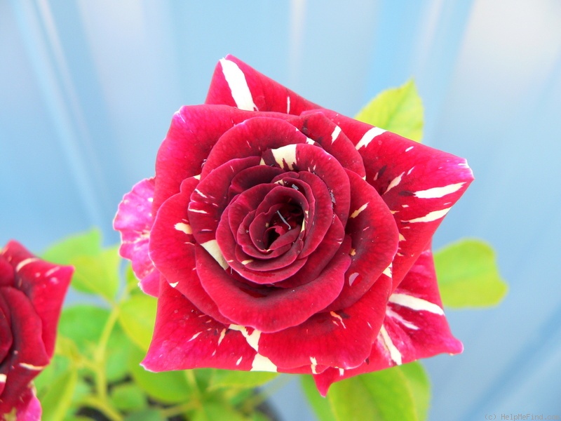 'Memphis Music' rose photo