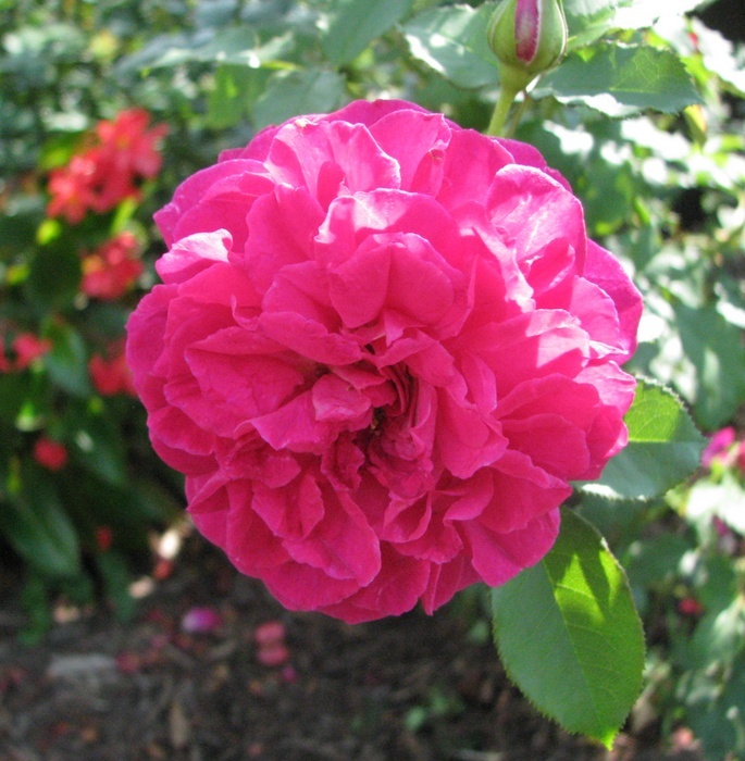 'Tradescant' rose, click to enlarge 'Tradescant' rose photo