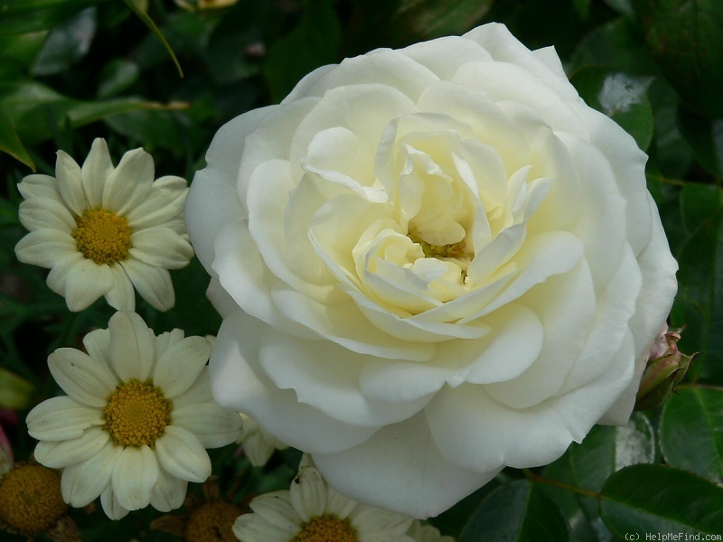 'Alabaster ® (floribunda, Evers/Tantau, 2007)' rose photo