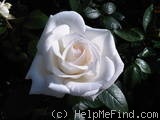 'Sugar Moon' rose photo