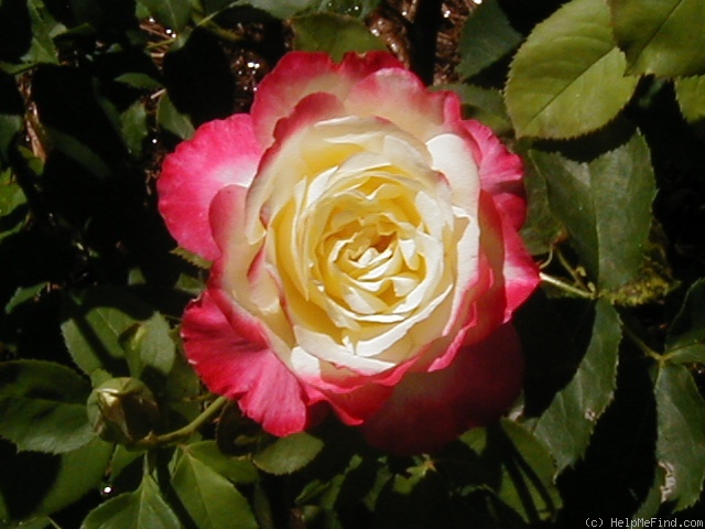 'Double Delight ®' rose, click to enlarge 'Double Delight ®' rose photo