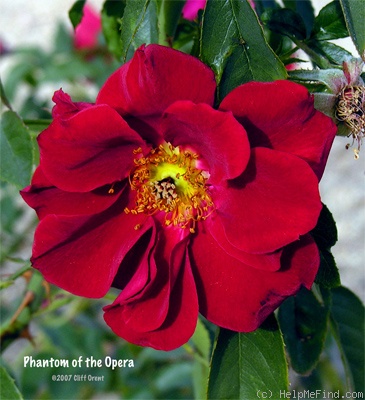'Phantom of the Opera' rose photo
