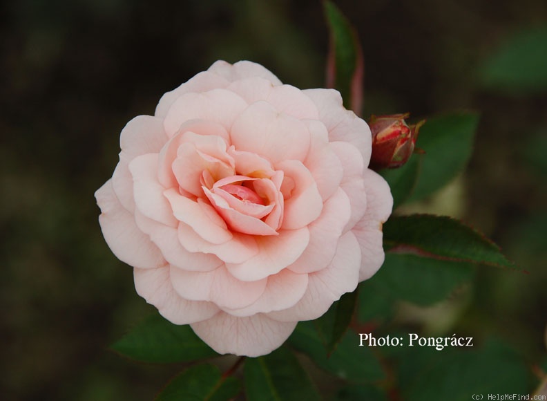 'Mrs. Inge Poulsen' rose photo