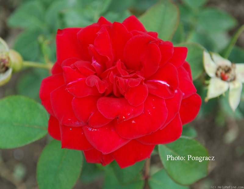 'Lancier' rose photo