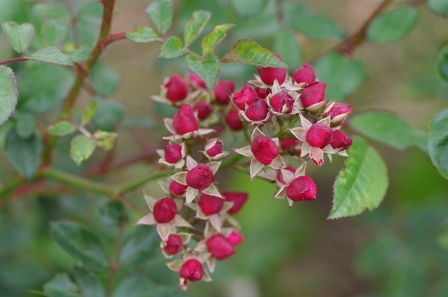 'Fairy Bouquet Red' rose photo