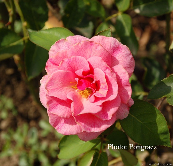 'Bonnie Maid' rose photo