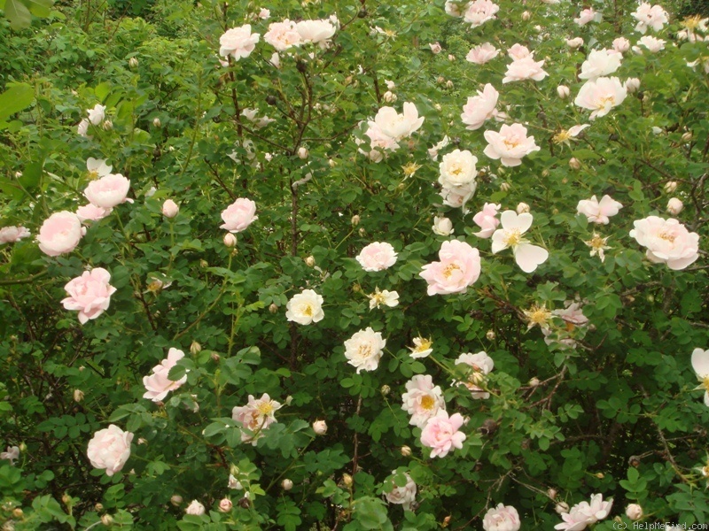 'Husmoderrose' rose photo