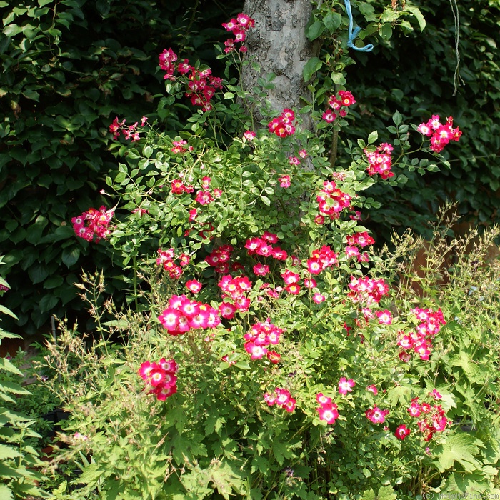 'Proschwitzer Schlossrose' rose, click to enlarge 'Proschwitzer Schlossrose' rose photo