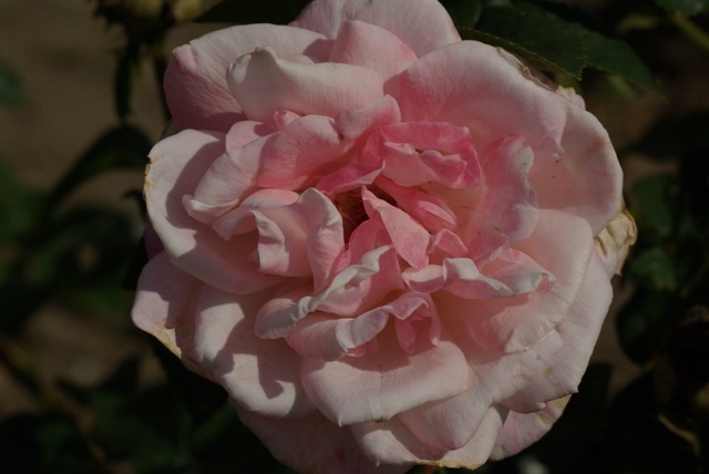 'Istropoliteana' rose photo