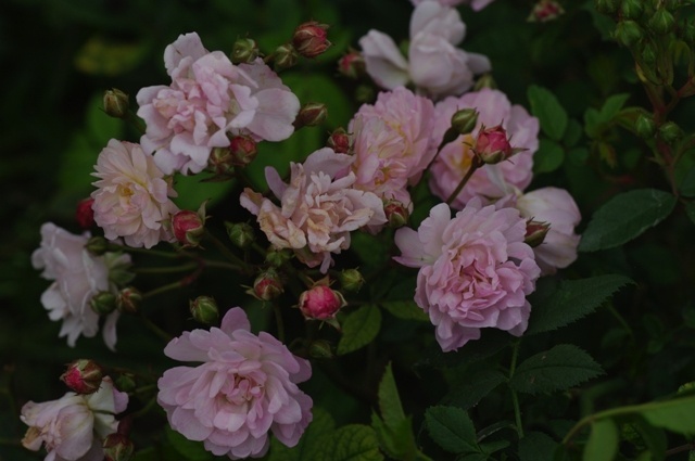 'Bouquet Rose (polyantha, Granger, 1928)' rose photo