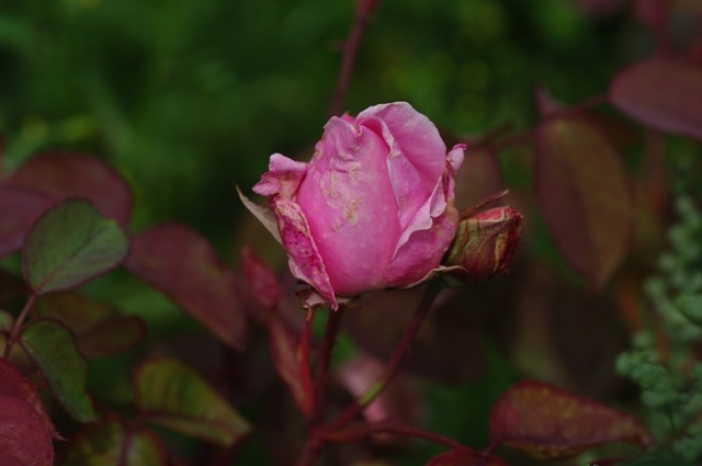 'Mrs. Robert Garrett' rose photo