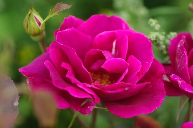 'Red Columbia (hybrid tea, Hill, 1920)' rose photo