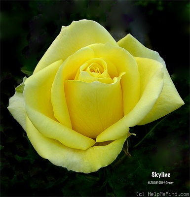 'Skyline ® (hybrid tea, Evers/Tantau, 1991)' rose photo