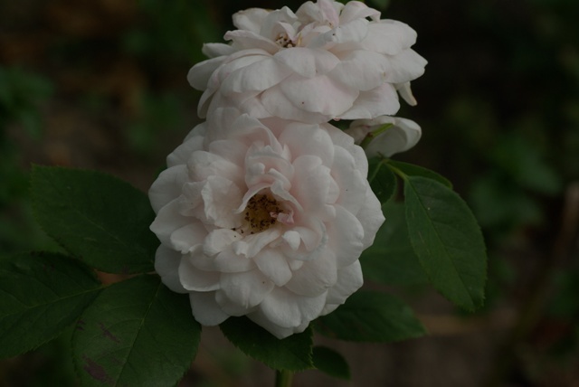 'Perle des Blanches (hybrid noisette, Lacharme, 1872)' rose photo