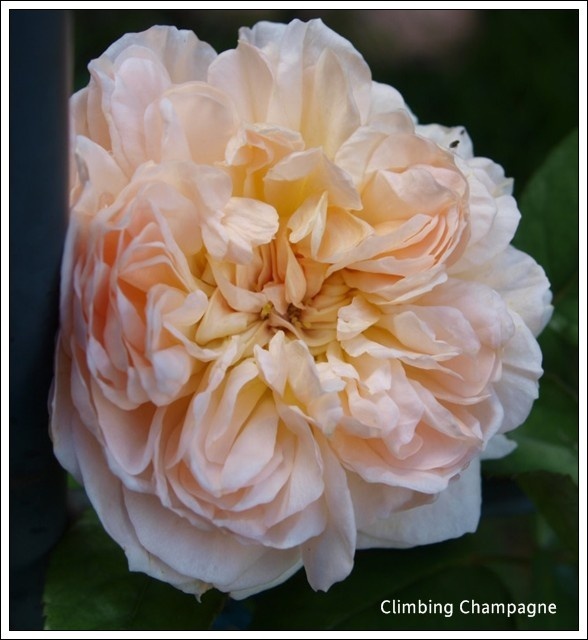 'Vitalrose Climbing Champagner ®' rose photo