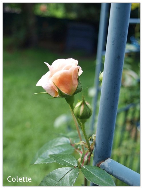 'Colette (climber, Meilland, 1994)' rose photo