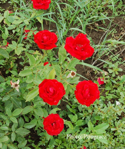 'Hassan' rose photo