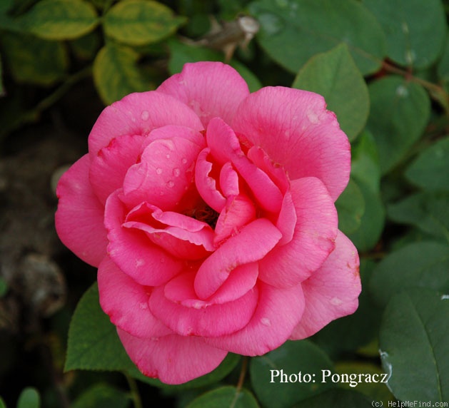 'Evensong' rose photo