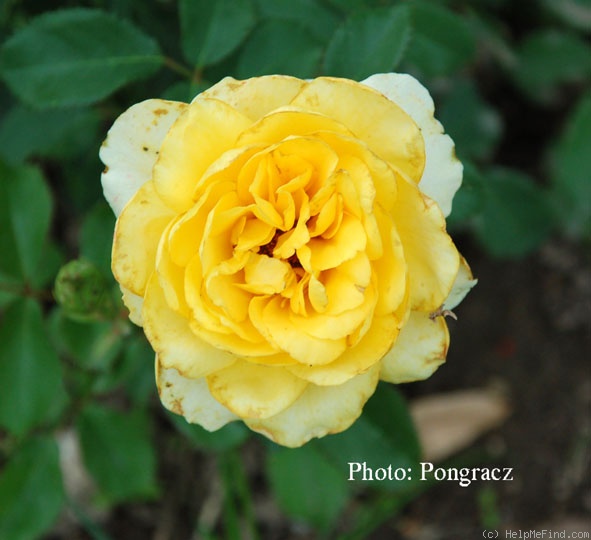 'Diana ® (floribunda, Tantau, 1977)' rose photo