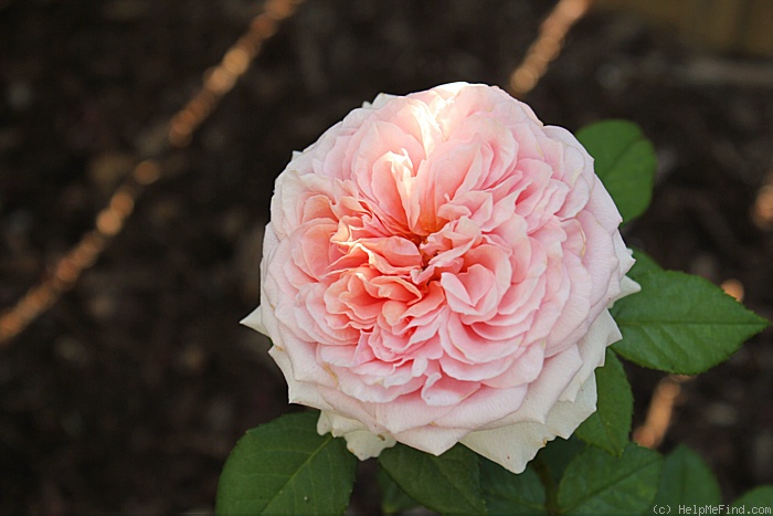 'Abraham Darby' rose photo