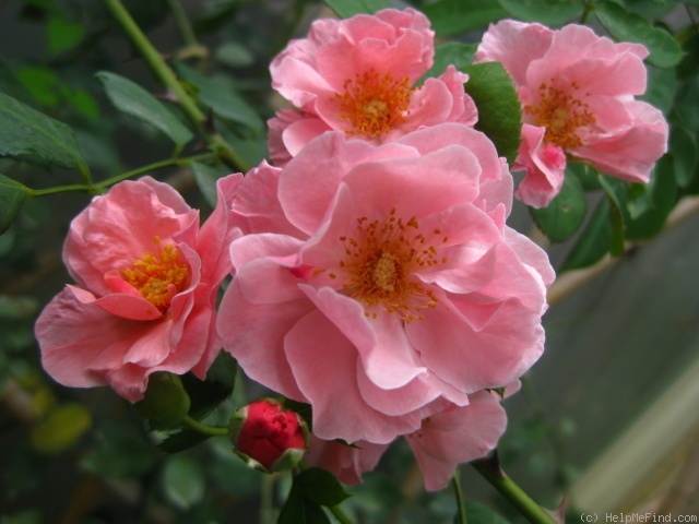 'Clair Matin' rose photo