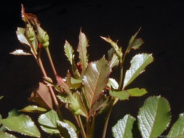 'Lyn Griffith' rose, click to enlarge 'Lyn Griffith' rose photo