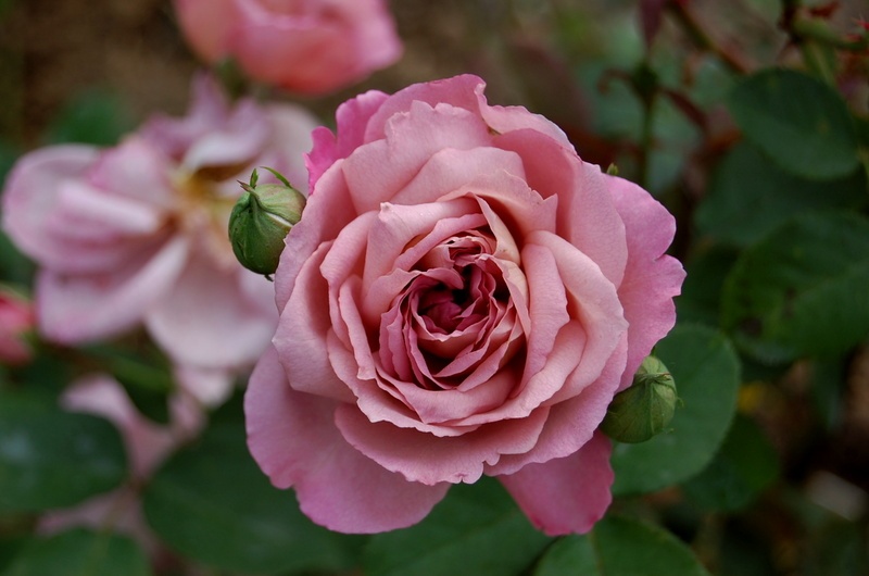 'Nimbus (Floribunda, LeGrice, 1989)' rose photo