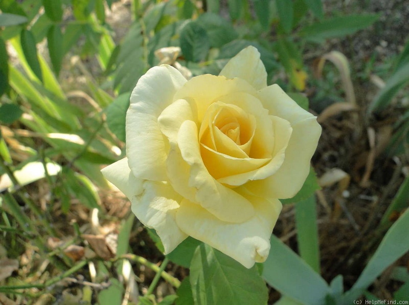 'Buttercream (hybrid tea, Zary, 2004)' rose photo