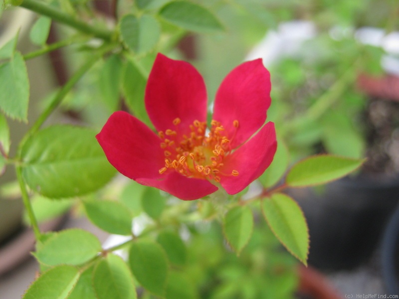 'Little Jimmy Dickens' rose photo