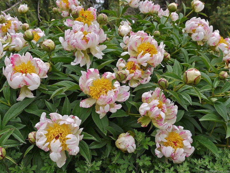 'Quilt Show' peony photo