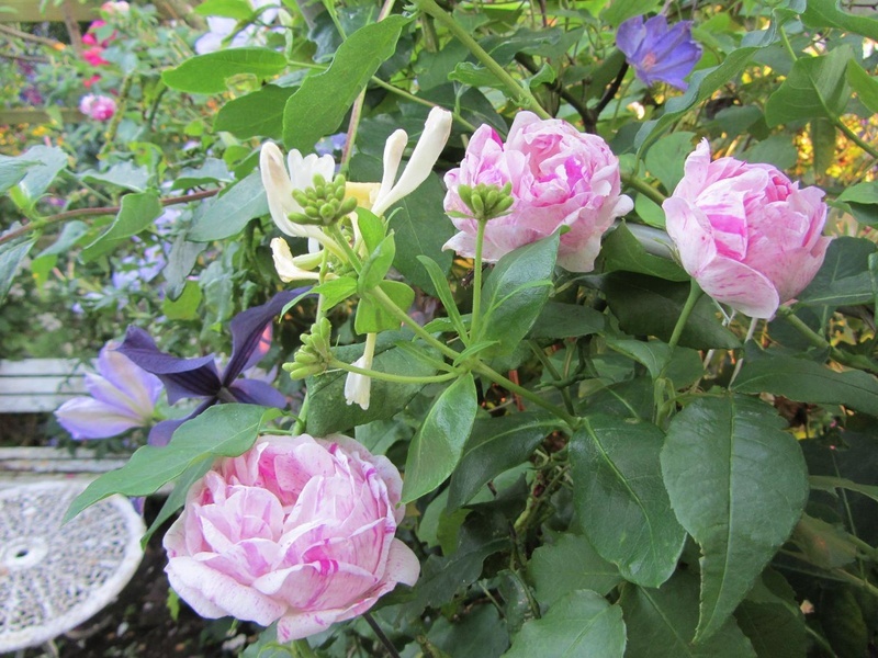 'Arvids garden, Lista'  photo