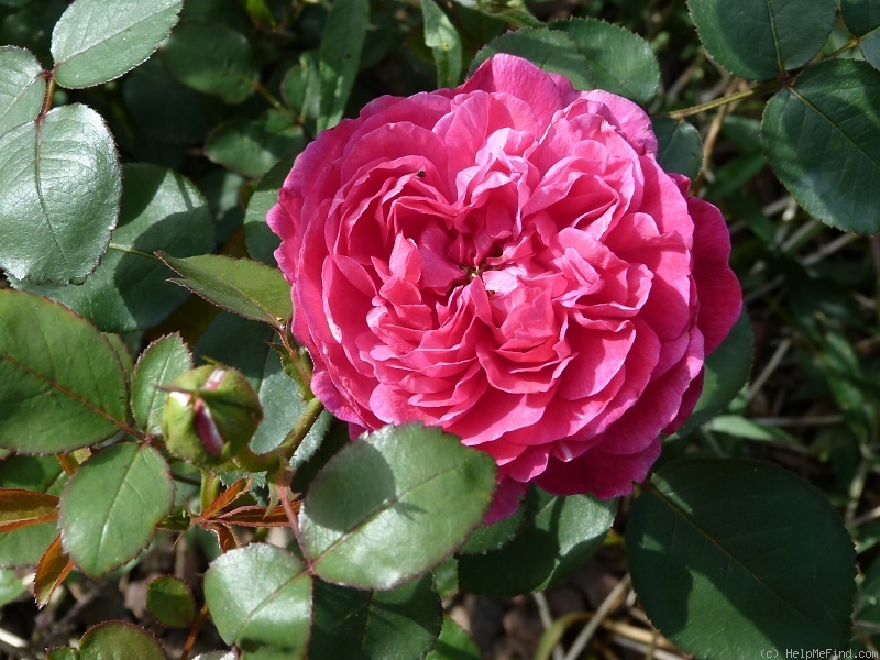 'Noble Antony' rose photo