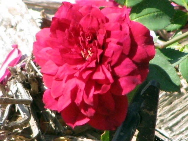 'Purple Buttons (Shrub, Rupert, 1993)' rose photo