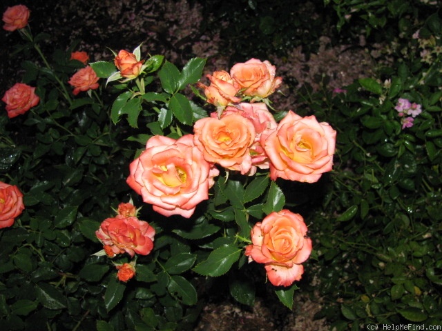 'Orange Juice' rose photo