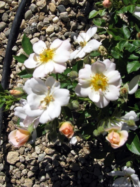 'Silicon Valley Diamond' rose photo