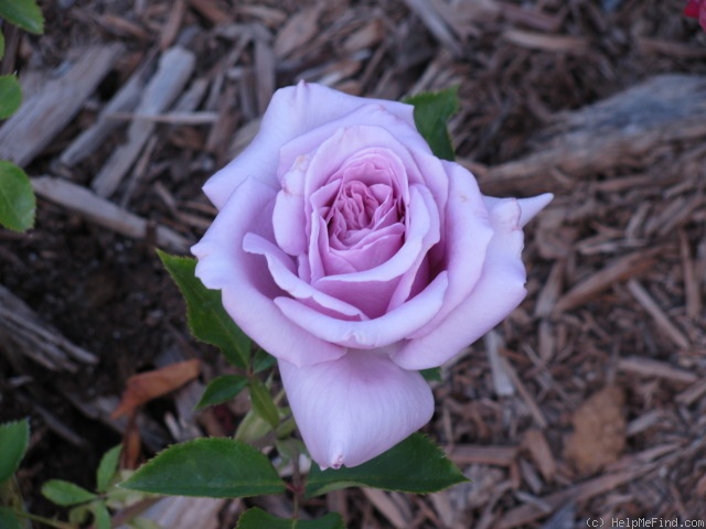 'Twice in a Blue Moon' rose photo