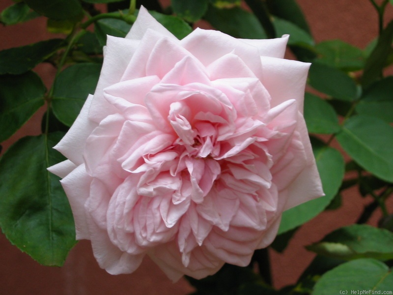 'Souvenir de la Malmaison' rose, click to enlarge 'Souvenir de la Malmaison' rose photo