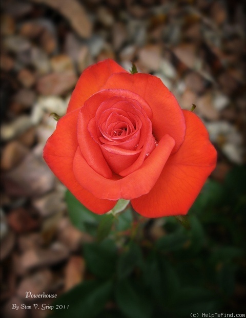 'Powerhouse' rose photo