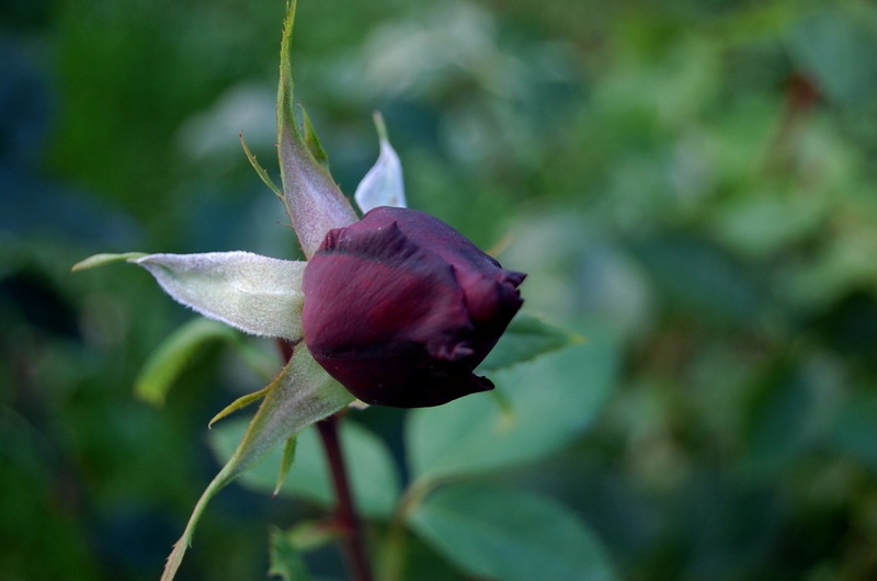 'Perle Noire ®' rose photo