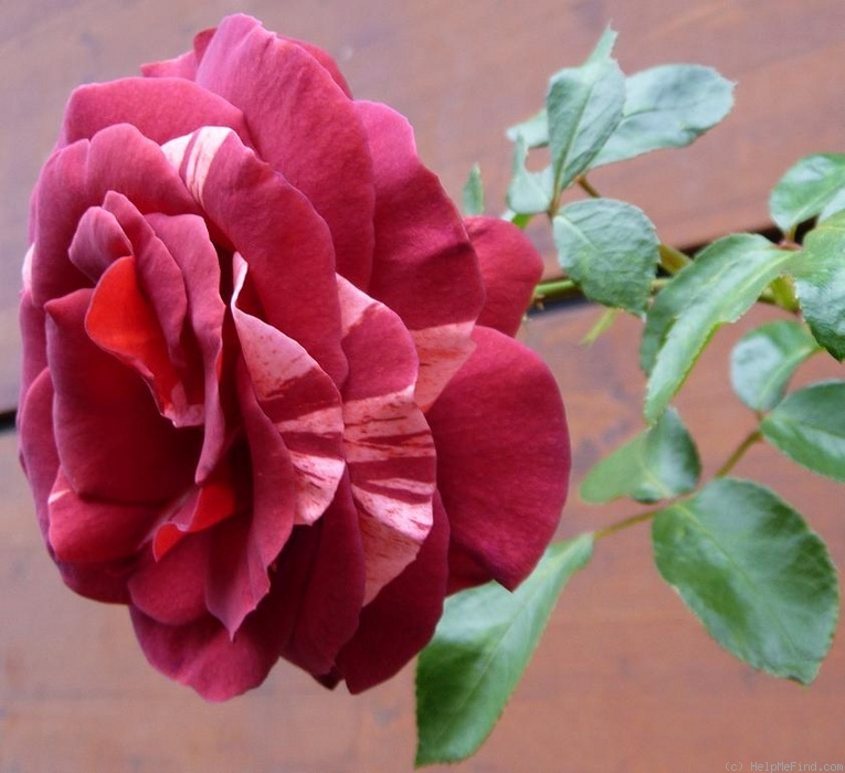 'SIMstripe' rose photo